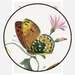 Butterfly and Moth Painting Poster