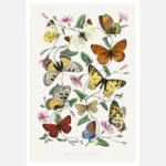 Butterfly and Moth Painting Poster