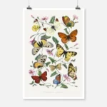 Butterfly and Moth Painting Poster