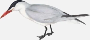 Caspian Tern