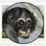 Chimpanzee Poster