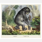 Chimpanzee Poster