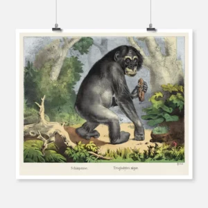 Chimpanzee Poster