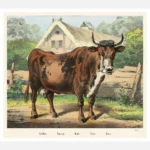 Cow Poster