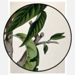 Custard Apple or Bullock's Heart Poster