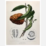 Custard Apple or Bullock's Heart Poster