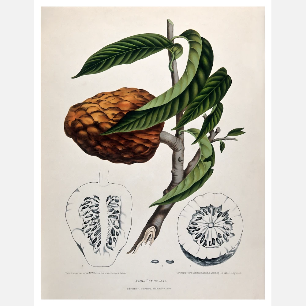 Custard Apple or Bullock's Heart Poster