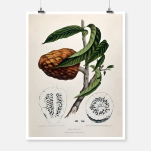 Custard Apple or Bullock's Heart Poster