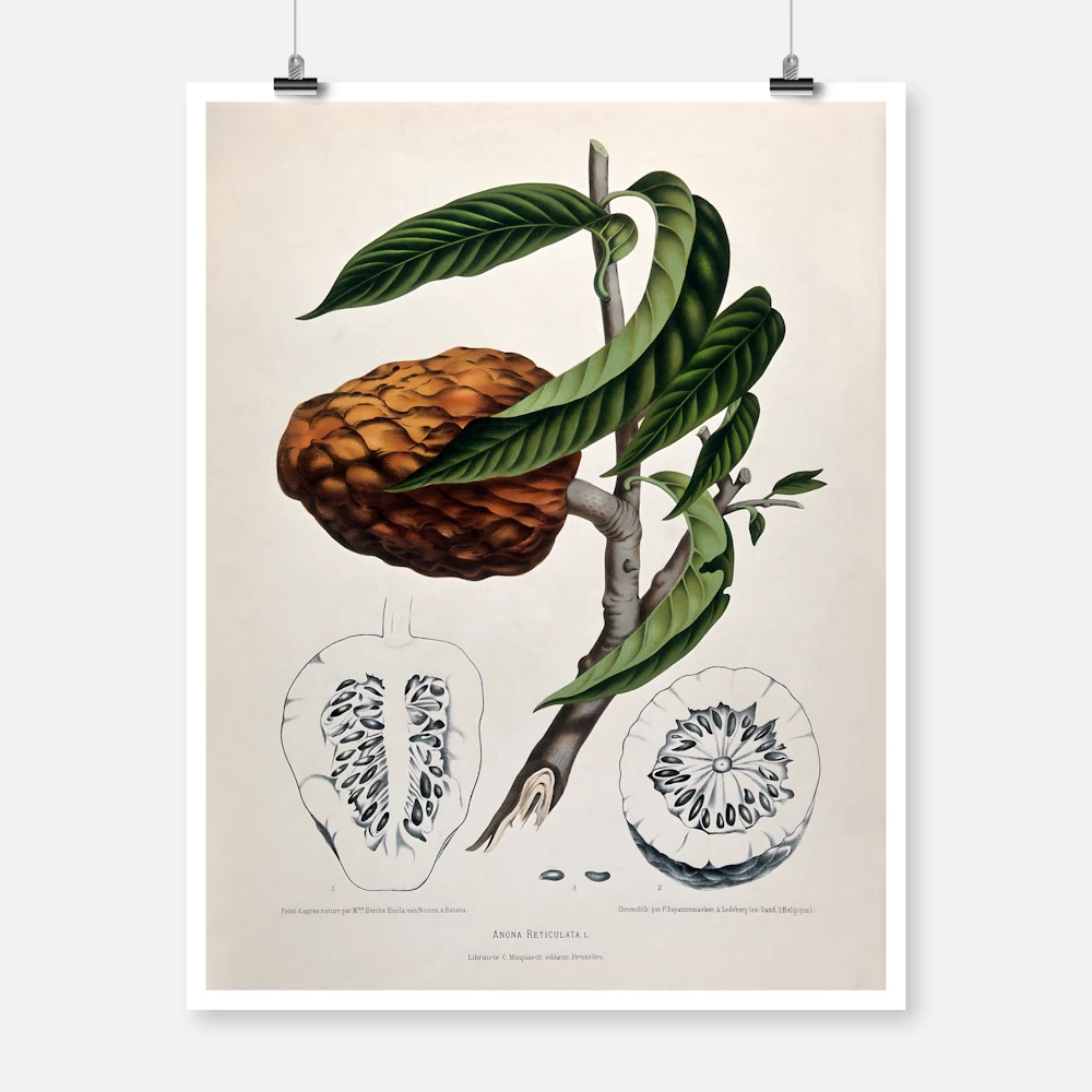 Custard Apple or Bullock's Heart Poster