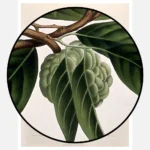 Custard Apple or Sweetsop Poster