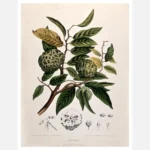 Custard Apple or Sweetsop Poster