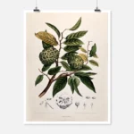 Custard Apple or Sweetsop Poster