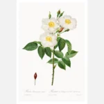 Damask Rose Poster