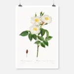 Damask Rose Poster