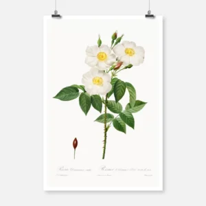 Damask Rose Poster