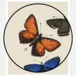 European Butterflies and Moths Poster