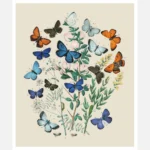 European Butterflies and Moths Poster