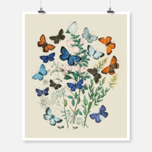 European Butterflies and Moths Poster