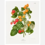 Frambozen Raspberry Poster