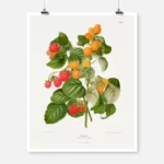 Frambozen Raspberry Poster