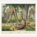 Giraffe Poster