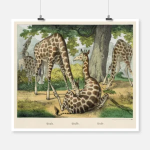 Giraffe Poster