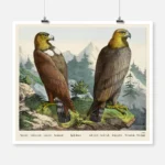 Golden Eagle Poster