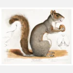 Gray Squirrel Northern Gray Poster