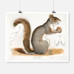 Gray Squirrel Northern Gray Poster