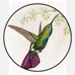 Green Breasted Hummingbird Poster