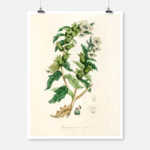 Henbane Poster