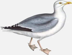 Herring Gull