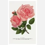 La France Rose Poster