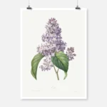 Lilac Poster