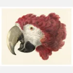 Macaw Head Poster