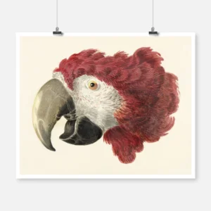 Macaw Head Poster