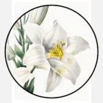 Madonna Lily Poster