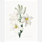 Madonna Lily Poster