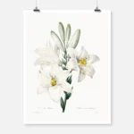 Madonna Lily Poster