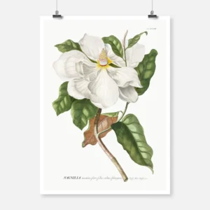 Magnolia Poster