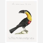 Mangiapepe Toucan Poster