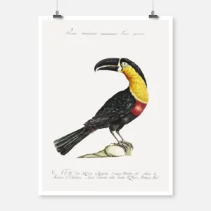 Mangiapepe Toucan Poster