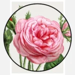 Mossy Hundred-Leaved Rose Poster