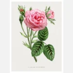 Mossy Hundred-Leaved Rose Poster