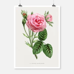 Mossy Hundred-Leaved Rose Poster