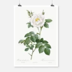 Ordinary White Rose Poster