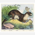 Otter Poster