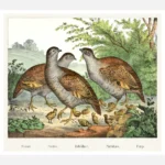 Partridges Poster