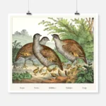 Partridges Poster