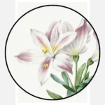 Peruvian Lily Flower Poster